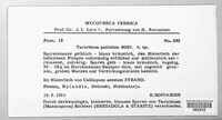 Image of Tarichium pallidum